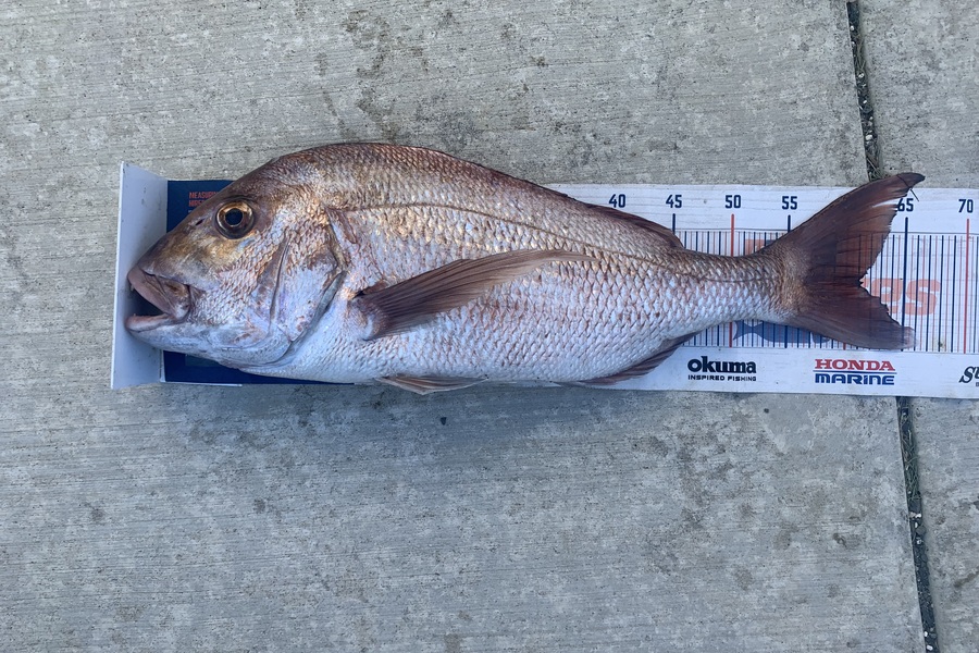 Mark Piskulic caught this 61.0cm Snapper at Doubtless Bay during The Export NZ Fishing Competition